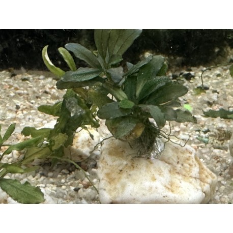 BUCEPHALANDRA